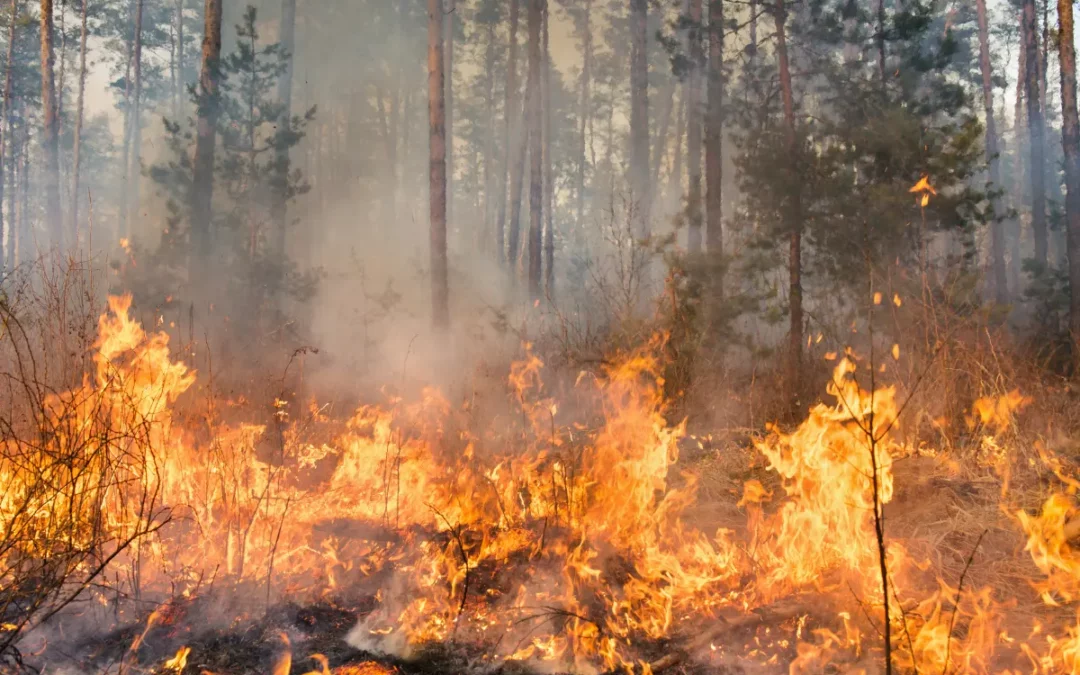 canicule - feux de forêt - arcadom service
