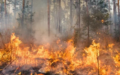 Canicule, feux de forêt : comment protéger un proche âgé isolé sur le Bassin d&rsquo;Arcachon