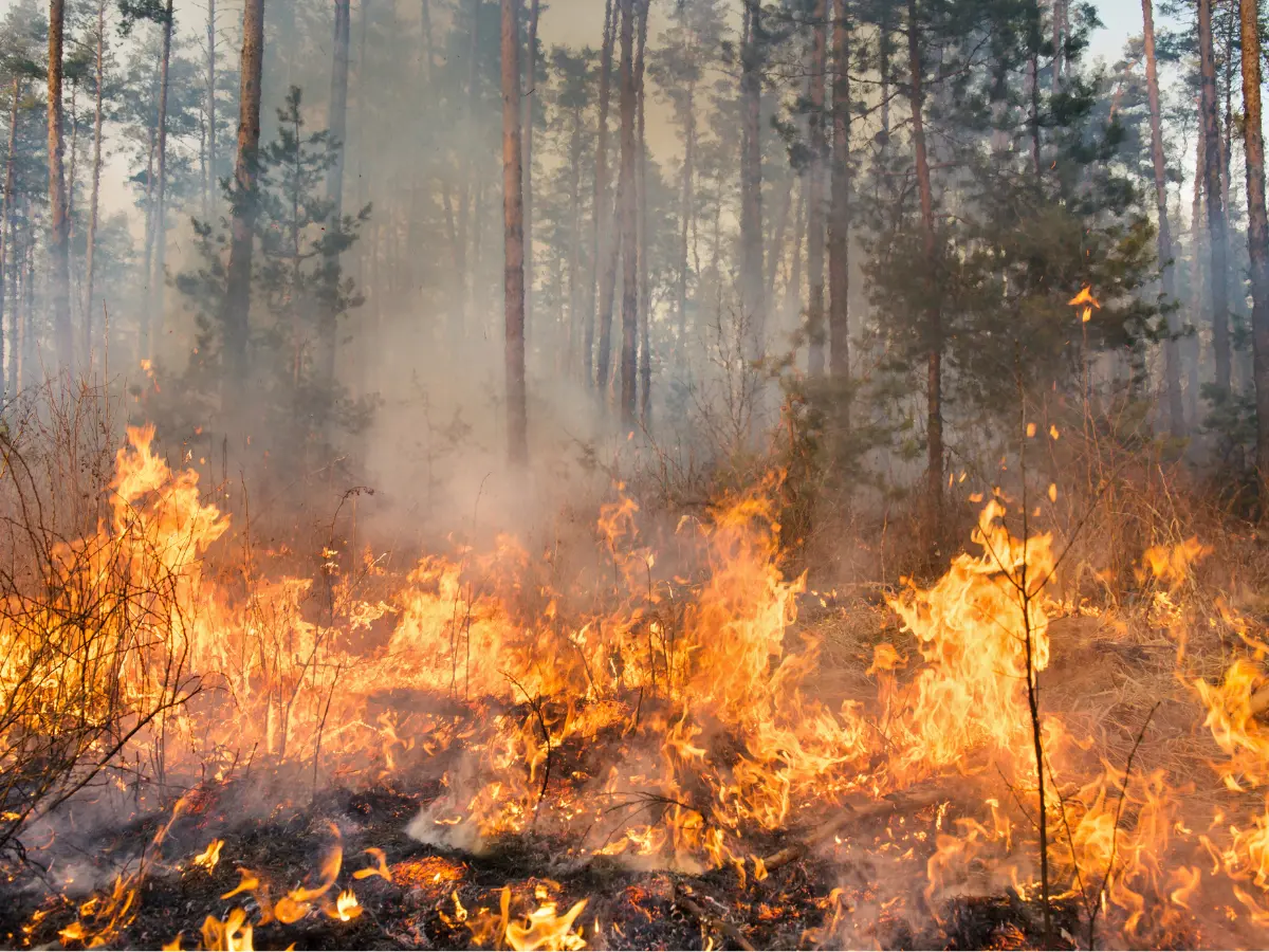 canicule - feux de forêt - arcadom service